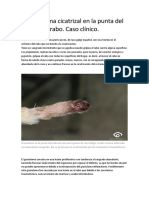 Granuloma Cicatrizal en La Punta Del Rabo