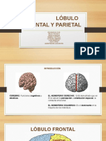 Lobulo Frontal y Parietal