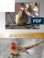The Birds-IG-PR