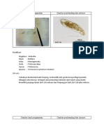Gambar hasil pengamatan dan klasifikasi rotifera