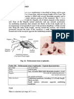 Trichomonas Tenax: Trophozoites