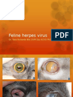Feline Herpes Virus PDF