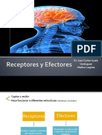 Receptores y Efectores - Neuroanato Cap 15