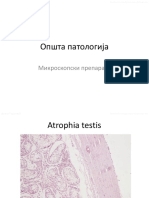 Општа патологија - микроскоп PDF