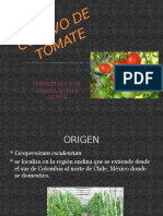 Cultivo de Tomate