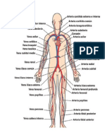 aparato circulatorio.docx