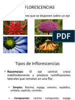 INFLORESCENCIAS