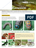 Fall Armyworm: How To Identify..
