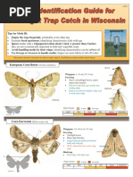 EBG Gonepteryx Guide | PDF | Butterfly | Insects