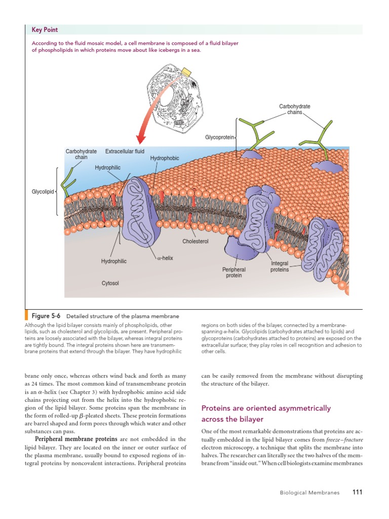 Understanding Biological Membranes | PDF | Lipid Bilayer | Cell Membrane