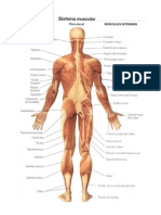 Sistema+Muscular