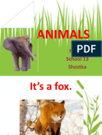 Animals: Form 2 School 13 Shostka