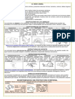 Documento Cuarto Invertebrados