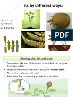 A) Seeds B) Stem C) Leaves D) Roots E) Spores: Growing Plants by Different Ways