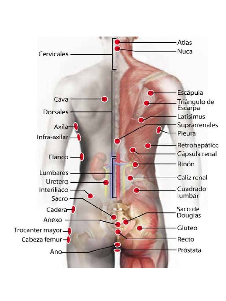 capsula prostatei)