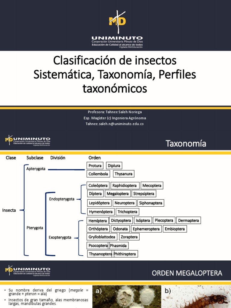 Sistemática Isectos3 Parcial 2 | PDF | Mosca | Insectos
