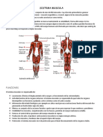 Sistema muscula