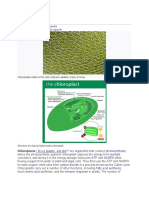 Chloroplast: Jump To Navigationjump To Search