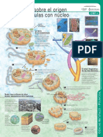 Teoria origen celulas nucleo.pdf