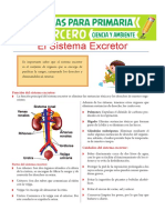 El-Sistema-Excretor-actividad para segundo de primaria.pdf