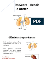 Slide Glândulas Supra - Renais e Ureter