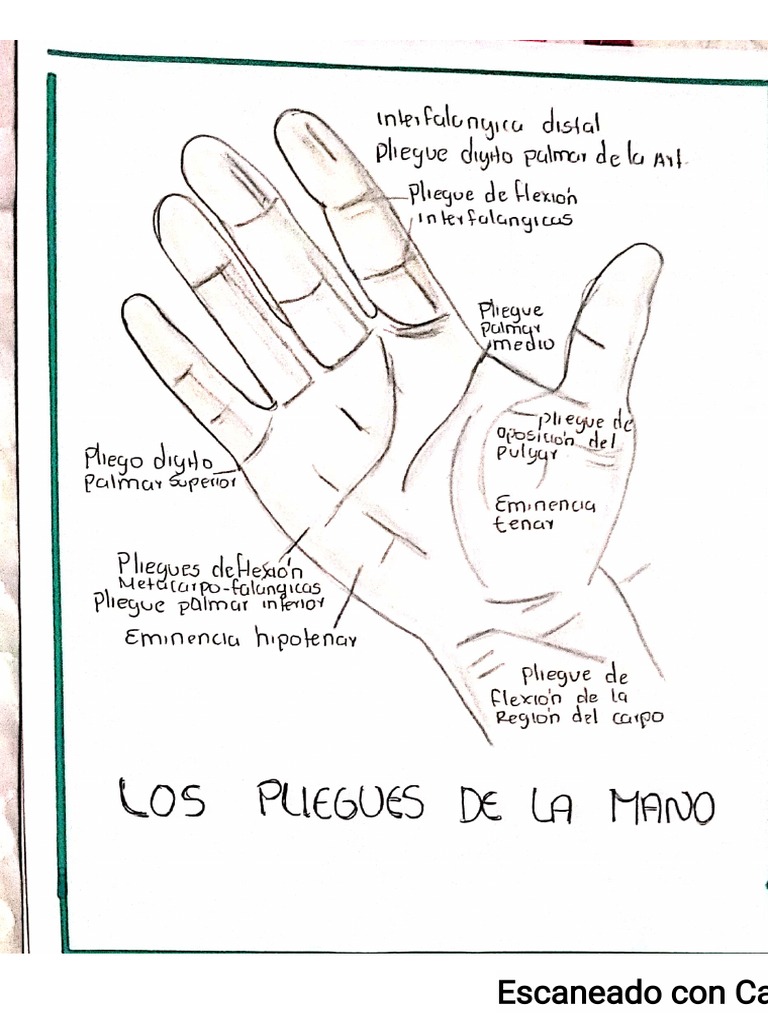 Pliegues de La Mano | PDF