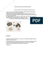 Como Germinar Correctamente Semillas de Paulownia Enlongata