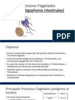 Protozoos Flagelados (Zoomastigophoros Intestinales)