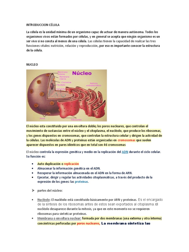Estructura y Funciones de la Célula | PDF | Nucleo celular | Citoplasma
