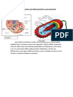 Diferencias Entre Una Célula Eucariota y Una Procariota