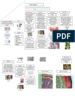 Esquema Tejido Vegetal