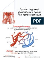 Судини артерії рух крові судинами