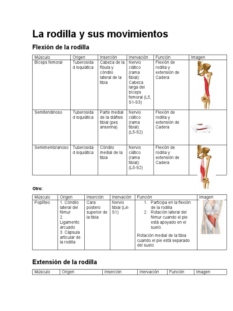m-sculos-y-movimientos-de-la-rodilla-pdf-rodilla-sistema-esquel-tico