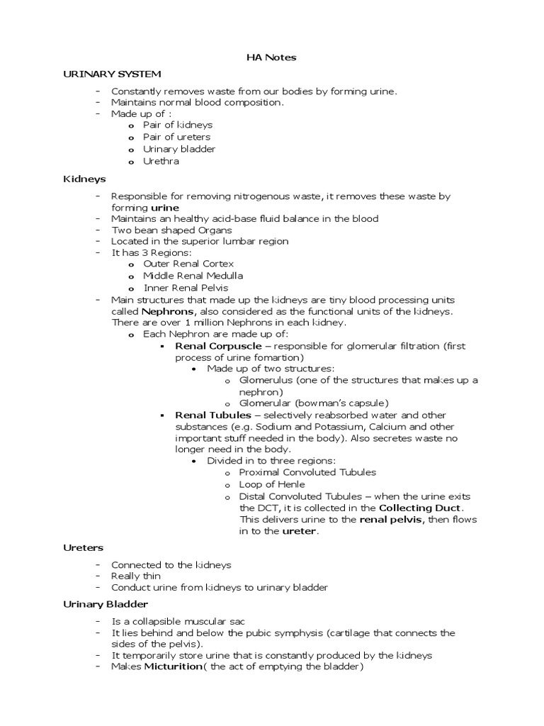 Urinary, Endocrine, Reproductive | PDF | Kidney | Urinary System