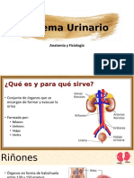 Sistema Urinario