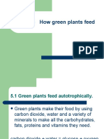 Chapter 5 How Green Plants Feed