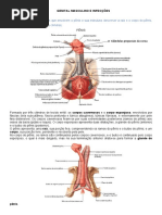 3- Genital masculino e infeccao