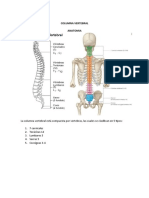 Columna Vertebral