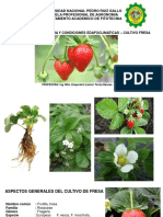 Fresa - Morfologia y Condicones Adafoclimaticas