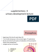 Supplementary 4 Urinary Development Lecture