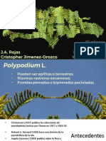 El Genero Polypodium en Republica Dominicana