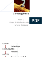 Gametogénesis