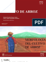 Cultivo de Arroz