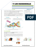 Clase 3 - El Adn y Los Cromosomas
