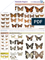 Butterflies Adelaide Identification Fact PDF