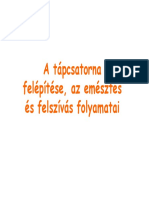 tápcsatorna müködése.pdf