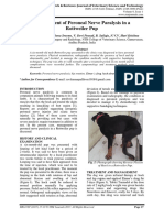 Management of Peroneal Nerve Paralysis in A Rottweiler Pup