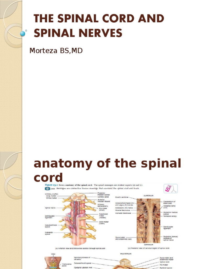 Spinal Cord Anatomy and Plexus Overview | PDF