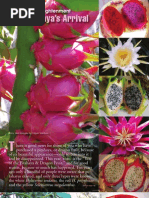 Download The Pitahayas Arrival - Article by Edgar Valdivia by kxlexk SN45754768 doc pdf