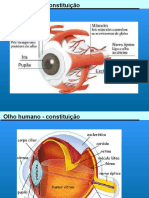 6 - Defeitos de Visão